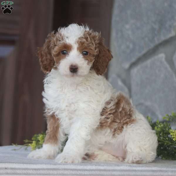 Melody, Toy Poodle Puppy